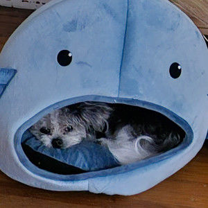 Meet your Posher, Faith